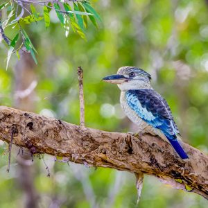 Kookaburra - Blue Winged