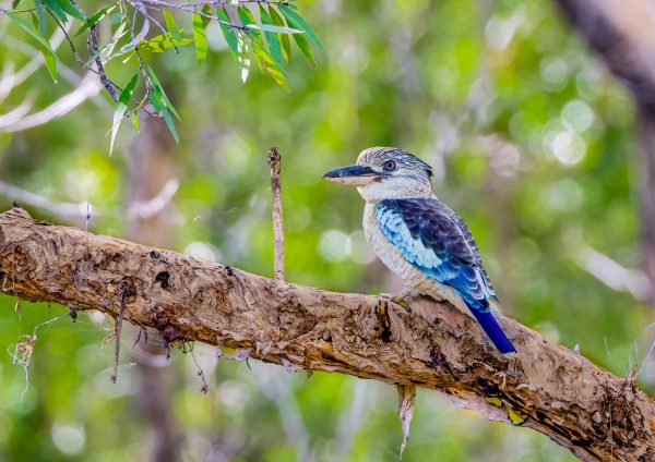 Kookaburra - Blue Winged
