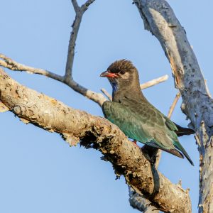 Oriental Dollar Bird