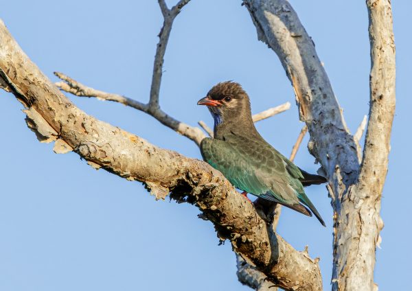 Oriental Dollar Bird