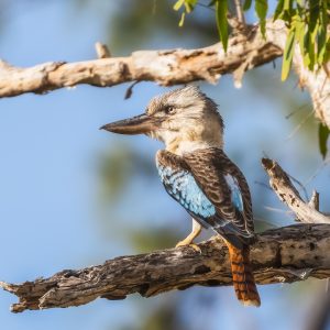 Kookaburra - Blue Winged