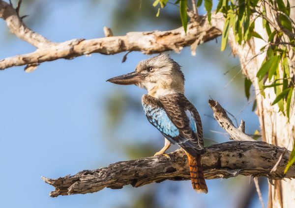 Kookaburra - Blue Winged