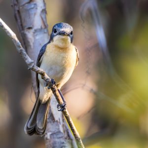 Leaden Flycatcher