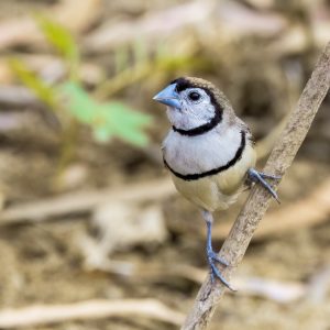 Double-Barred Finch