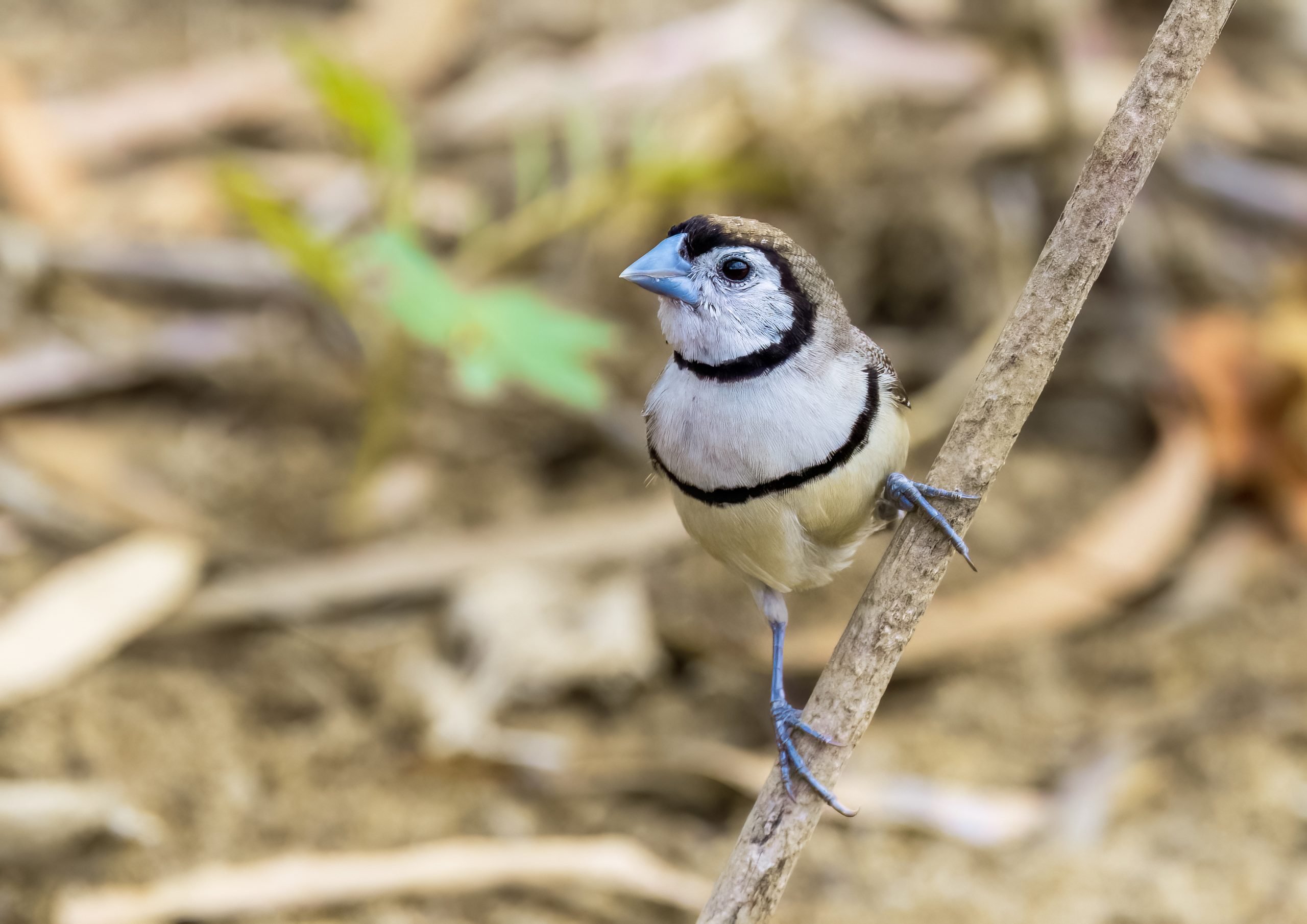 Double-Barred Finch