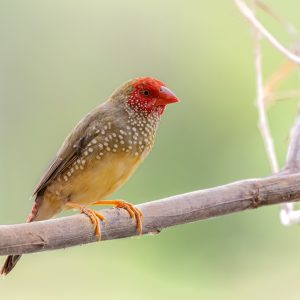 Star Finch