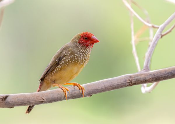 Star Finch