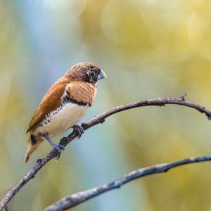 Chestnut Breasted Mannikin - Juvenile