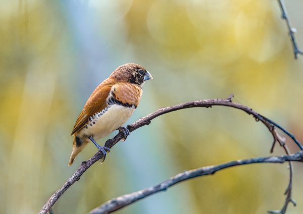 Chestnut Breasted Mannikin - Juvenile
