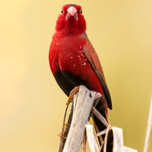 Crimson Finch
