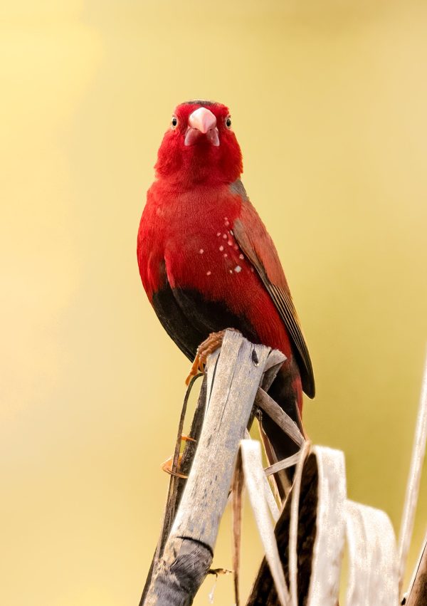 Crimson Finch
