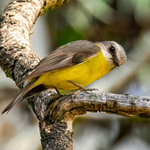 Eastern Yellow Robin