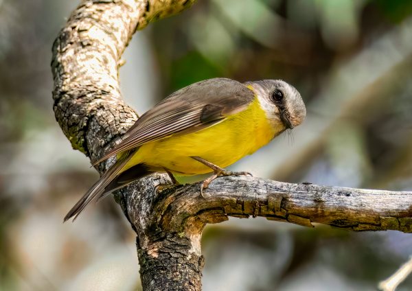 Eastern Yellow Robin