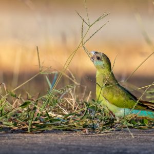 Hooded Parrot
