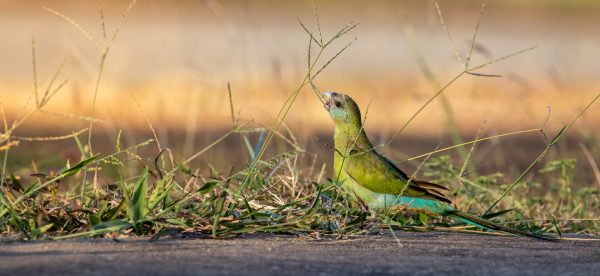 Hooded Parrot
