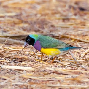 Gouldian finch