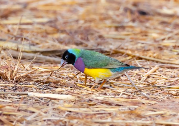 Gouldian finch