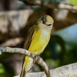 Lemon-Bellied Flycatcher