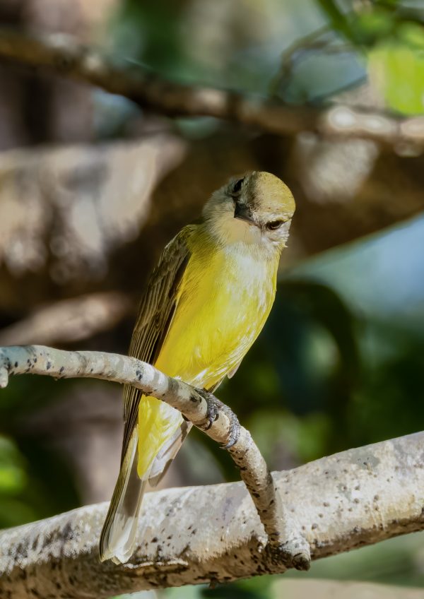 Lemon-Bellied Flycatcher