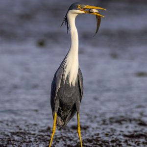 Pied Heron
