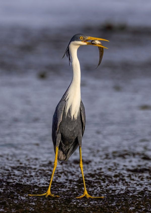 Pied Heron