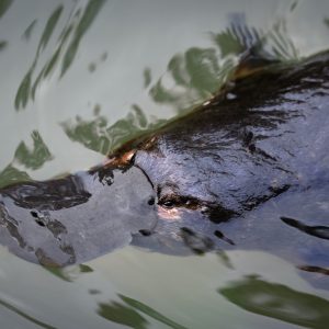 Duck Billed Platypus