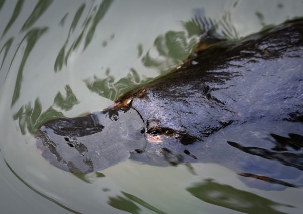 Duck Billed Platypus