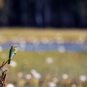 Rainbow Bee-Eater