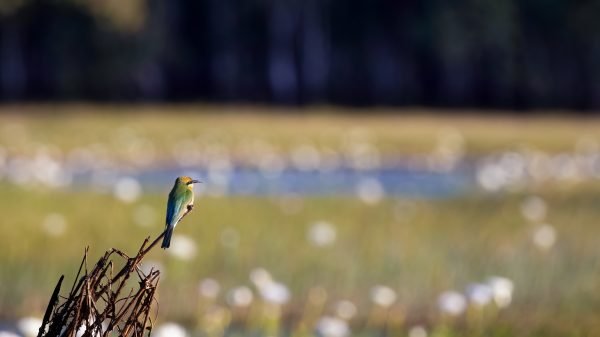 Rainbow Bee-Eater