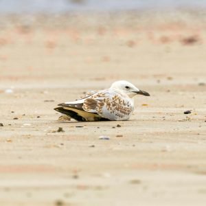 Silver Gull Juvenile