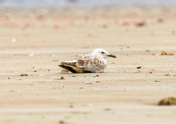 Silver Gull Juvenile