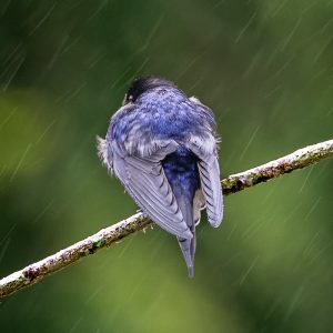 Welcome Swallow in the rain