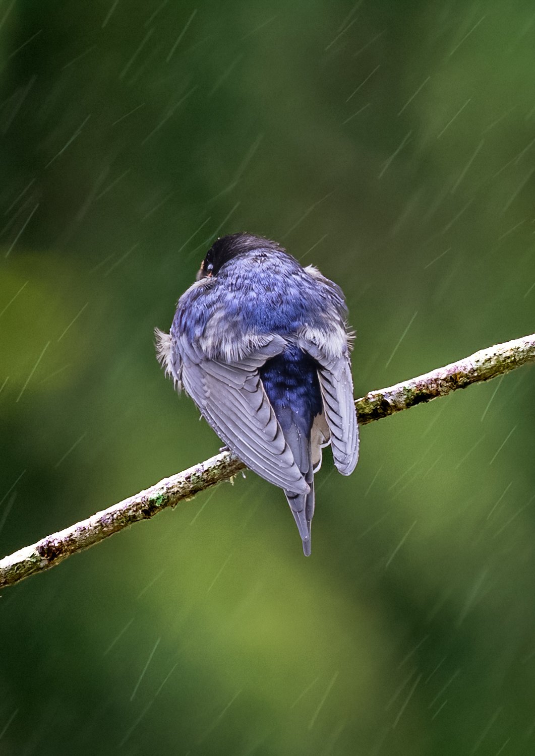 Welcome Swallow in the rain
