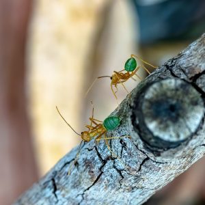 green-ants-foraging