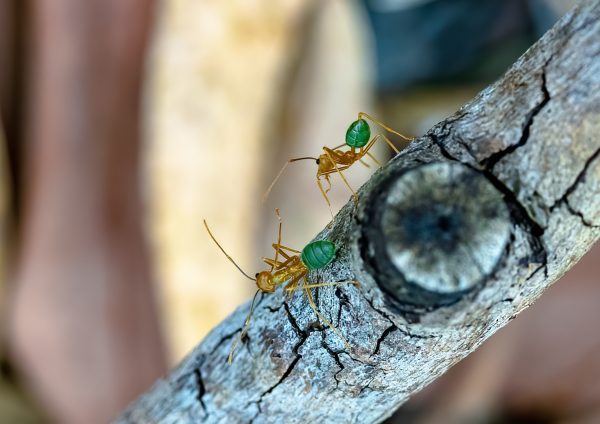 green-ants-foraging