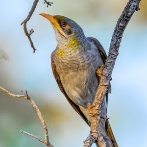 Yellow Throated Miner Bird