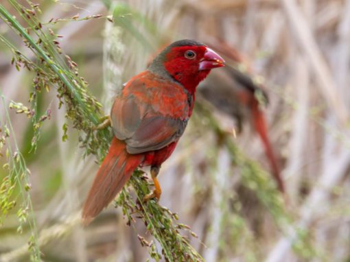Australian Bird Photo Print - Crimson Finch Australian Bird Photo Print - Crimson Finch