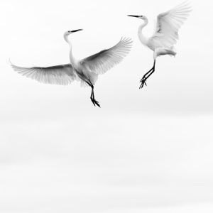 egret ballet portrait