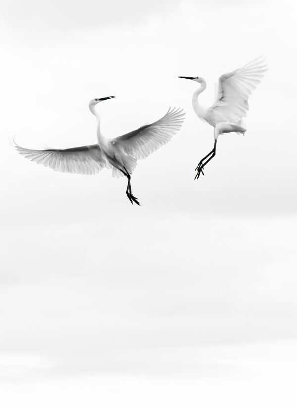 egret ballet portrait