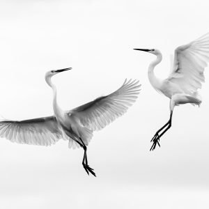 Egrets Battle