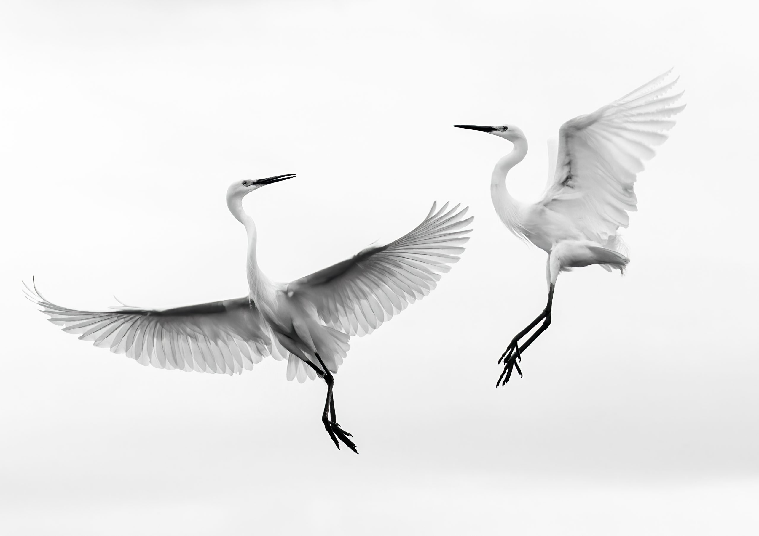 Egrets Battle