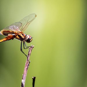 Brown Dragonfly