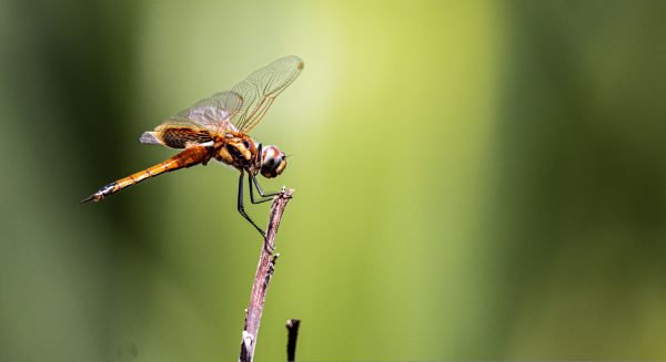 Brown Dragonfly
