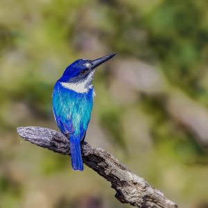 Blue Forest kingfisher