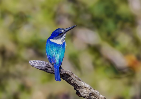 Blue Forest kingfisher