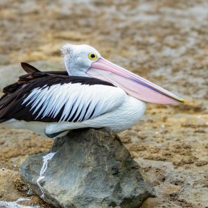 Pelican on a Rock