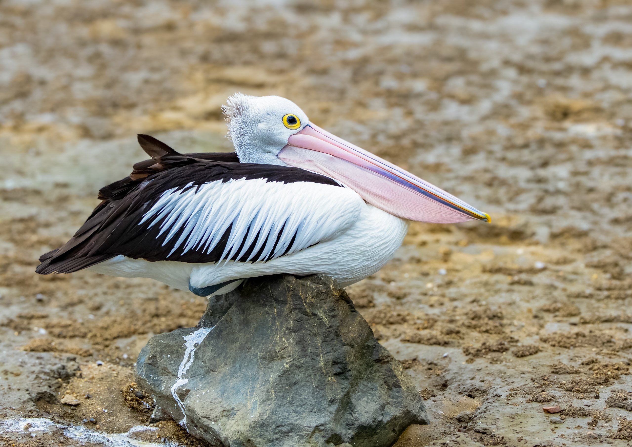 Pelican on a Rock