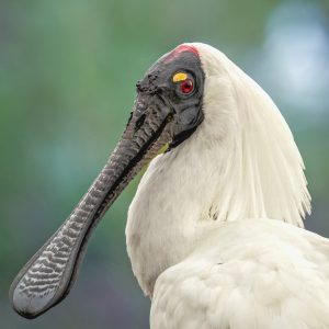 Royal Spoonbill