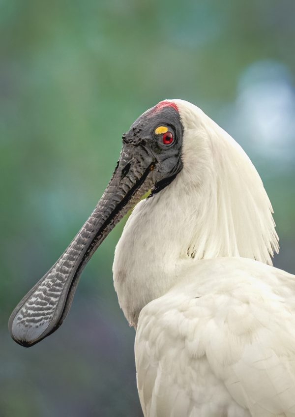 Royal Spoonbill